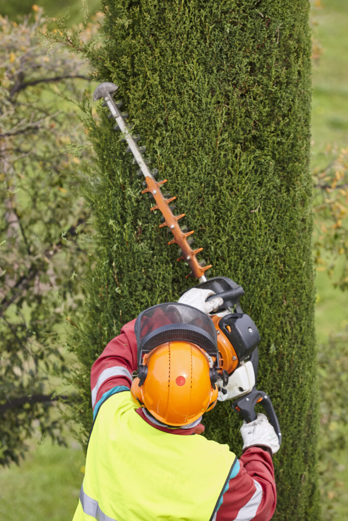 Equiped worker pruning a tree on a crane. Gardening